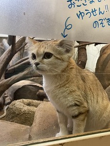 Sand cat (Felis margarita)